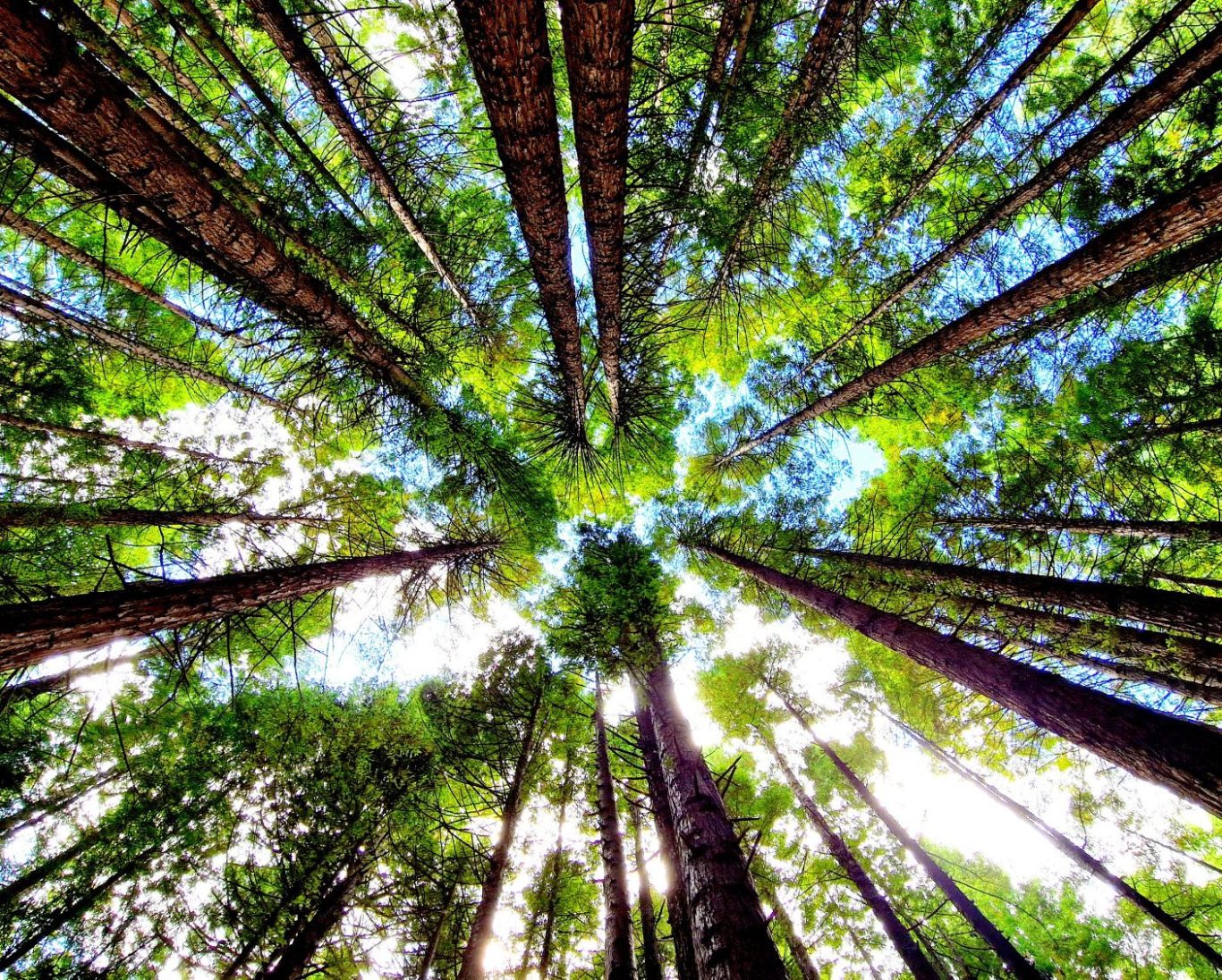 Blick von unten in einen dichten Baumwald mit Sonnenlicht durch die Blätter.